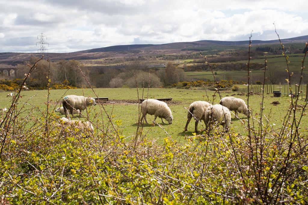 Frühstückspension Leanach Farm Inverness